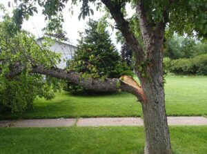 Broken tree limb from storm