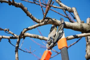 gardener pruning fruit tree brunches with pruning shears