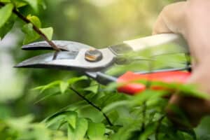 Pruning shears to cut branches