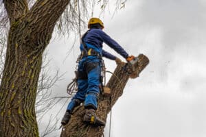 arborist removing a log safely
