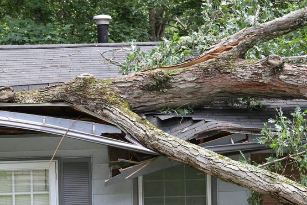 tree punctures roof