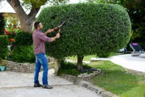 gardener trimming green bushes