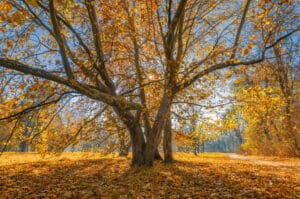 big sycamore tree