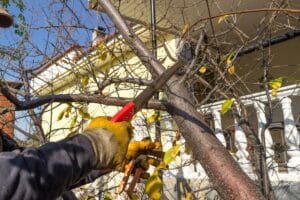 Branch pruning