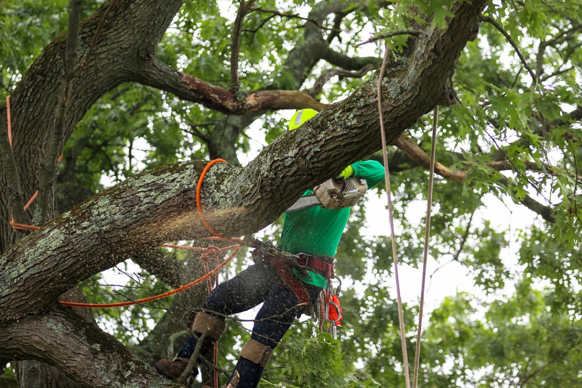 AAA Mammoth Tree & Landscaping gallery 3